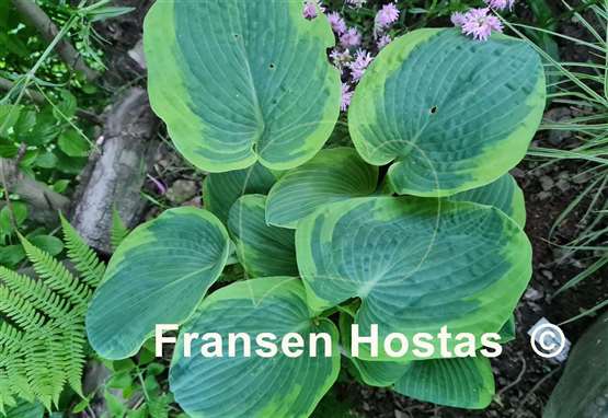 Hosta Frances Williams